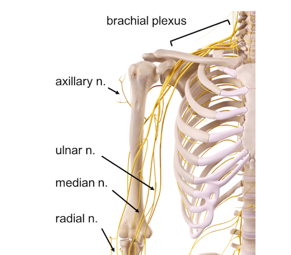 Shoulder Anatomy